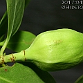 Sonneratia alba (Mangrove apple) ヤマプシキ in Daintree<br />Canon EOS KDX (400D) + EFS60 F2.8 + SPEEDLITE 380EX